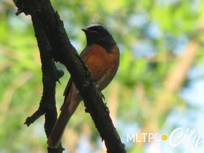 Урагус (Uragus sibiricus). Фотогалерея птиц. Фотографии птиц России,  Беларуси, Украины, Казахстана, Таджикистана, Азербайджана.