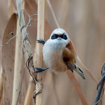 Pin on Birds of Ukraine / Птицы Украины / Птахи України