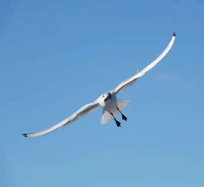 городские птицы | Wild Nature Photo