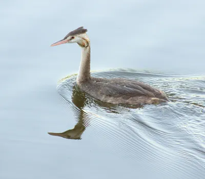 Большая поганка или Чомга – Podiceps cristatus (Linnaeus, 1758) « Красная  книга Томской области | ОГБУ \"Облкомприрода\"