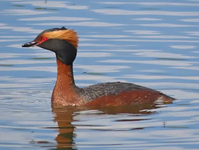 Файл:Молодая чомга (Podiceps cristatus), Коломенское.jpg — Википедия