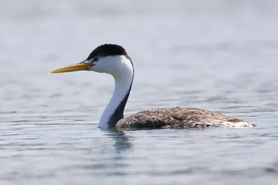 Чомга (Podiceps cristatus). Птицы Сибири.