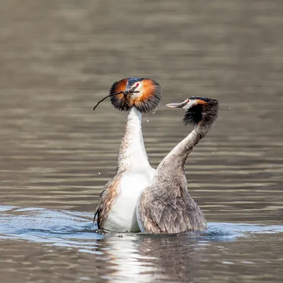 Чомга (большая поганка) Podiceps cristatus Great Crested Grebe