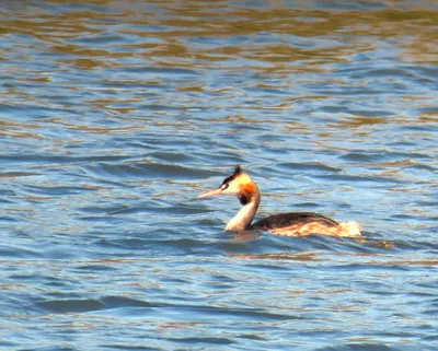 Чомга (Podiceps cristatus). Птицы Европейской России.