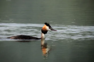 Чомга, Podiceps cristatus cristatus, Great Crested Grebe | Flickr