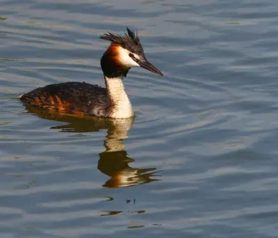 Чомга или большая поганка (Podiceps cristatus). Подробное описание  экспоната, аудиогид, интересные факты. Официальный сайт Artefact