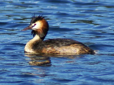 Чомга (Podiceps cristatus). Птицы Европейской России.