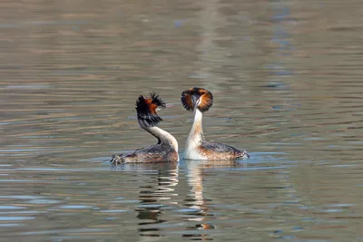 Чомга (Podiceps cristatus). Птицы Дальнего Востока России.