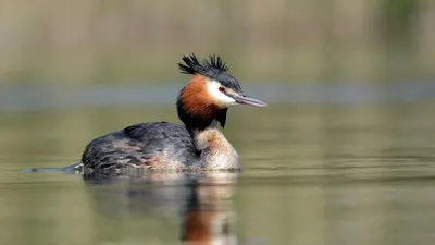 Чомга - Брачный танец / Great Crested Grebe / Svasso maggiore - YouTube