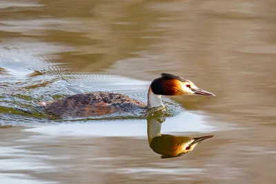 Чомга, или большая поганка — Podiceps cristatus / Галерея / Птицы России