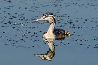 Чомга Podiceps cristatus | Куршская Коса - национальный парк