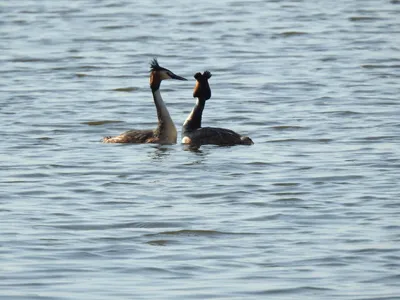 Чомга на рыбалке (большая поганка, Podiceps cristatus)