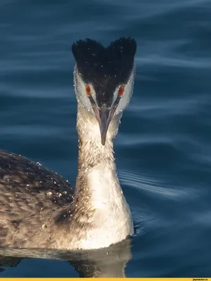 ФотоБлог Торгачкин Игорь Петрович © Igor Torgachkin: Чомга / Podiceps  cristatus / Great Crested Grebe