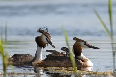 Чомга (Podiceps cristatus). Птицы Дальнего Востока России.