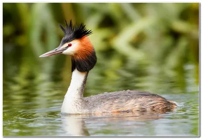 Чомга, Podiceps cristatus, Great Crested Grebe | Москва, Цар… | Oleg  Nabrovenkov | Flickr