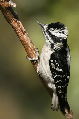 Средний пестрый дятел (Dendrocopos medius). Птицы Сибири.