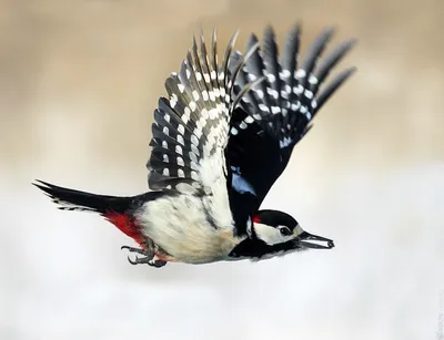 Белоспинный дятел. ГБС. #birds #птица #birdwatching #naturephotograpy #птицы  #птицымосквы #фотоприроды #бердвотчинг #woodpecker #дятел… | Instagram