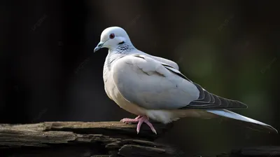 Зоология - Животные - Птицы - Голуби - Columba - Голубиная почта - Pigeon  mail - CNews