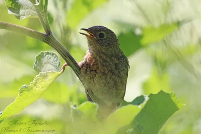 Горихвостка садовая (Phoenicurus phoenicurus). Фотогалерея птиц. Фотографии  птиц России, Беларуси, Украины, Казахстана, Таджикистана, Азербайджана.