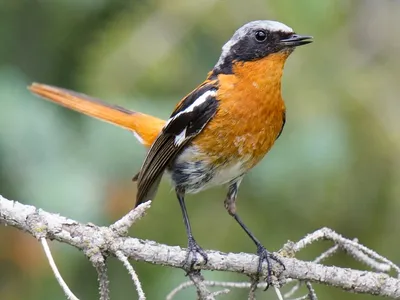 Redstart in the swallow's nest - YouTube