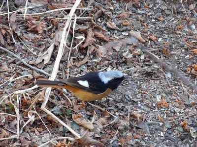 Красноспинная горихвостка - eBird