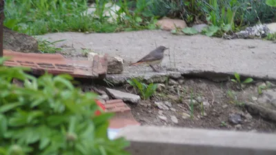 ФотоБлог Торгачкин Игорь Петрович © Igor Torgachkin: Горихвостка садовая /  Phoenicurus phoenicurus / Redstart