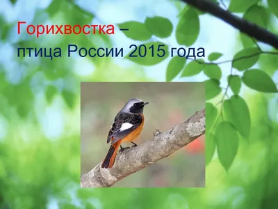 Bird Voices As Redstart Sings (Phoenicurus phoenicurus) - YouTube