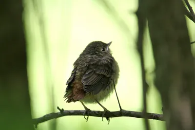 Маленький, но уже горихвостка. Phoenicurus ochruros. | BirdWatch.by