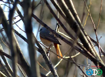 ФотоБлог Торгачкин Игорь Петрович © Igor Torgachkin: Горихвостка-чернушка /  Phoenicurus ochruros / Black Redstart