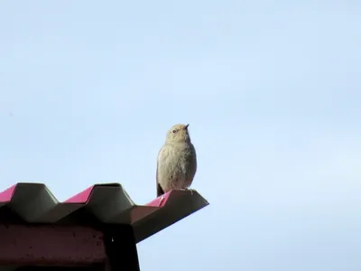 Горихвостка обыкновенная Phoenicurus phoenicurus Common Redstart