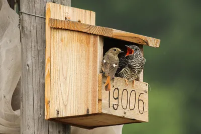 Фотогалерея - Птицы (Aves) - Обыкновенная горихвостка — Phoenicurus  phoenicurus - Природа Республики Мордовия