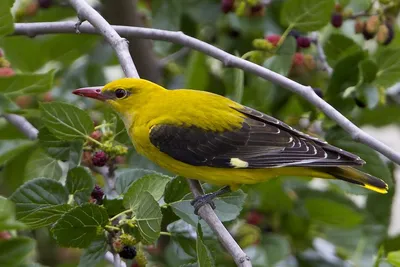 иволга иволга, птица иволга, обыкновенная иволга Животные #yandeximages |  Vogels