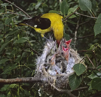 Скачать обои птицы, иволга, icterus galbula, балтиморская иволга, birds  разрешение 1600x1200 #127276