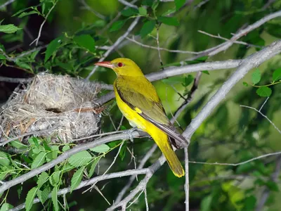 Китайская иволга - eBird