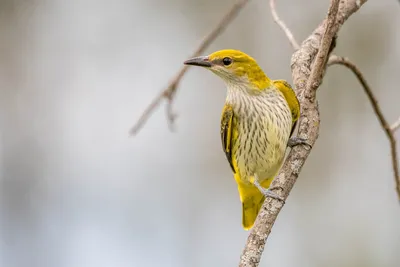 Иволга Oriolus oriolus Eurasian Golden Oriole