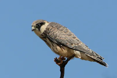 Кобчик (Falco vespertinus). Фотогалерея птиц. Фотографии птиц России,  Беларуси, Украины, Казахстана, Таджикистана, Азербайджана.