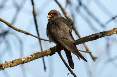 Кобчик (Животные Этошы) · iNaturalist