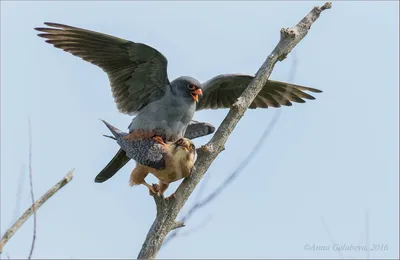 Амурский кобчик (Falco amurensis). Птицы Сибири.