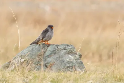 Кобчик (Falco vespertinus). Фотогалерея птиц. Фотографии птиц России,  Беларуси, Украины, Казахстана, Таджикистана, Азербайджана.