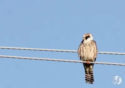 Кобчик (Falco vespertinus). Птицы Европейской России.