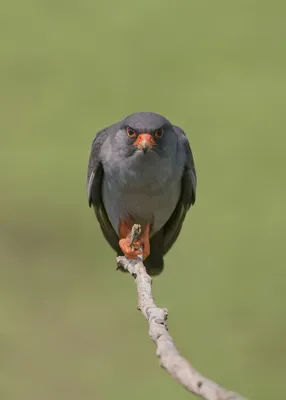 Кобчик (Falco vespertinus). Фотогалерея птиц. Фотографии птиц России,  Беларуси, Украины, Казахстана, Таджикистана, Азербайджана.