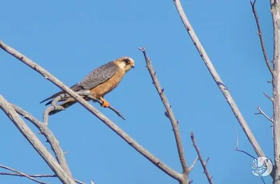 Кобчик (Falco vespertinus). Птицы Сибири.