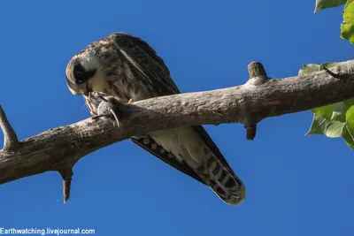 Кобчик (Falco vespertinus). Птицы России.