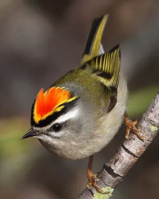 Красноголовый королёк (Regulus ignicapillus). Птицы России.