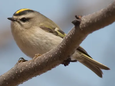 Желтоголовый королек Regulus regulus Goldcrest