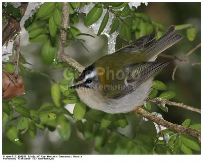 Королек красноголовый (Regulus ignicapillus). Фотогалерея птиц. Фотографии  птиц России, Беларуси, Украины, Казахстана, Таджикистана, Азербайджана.