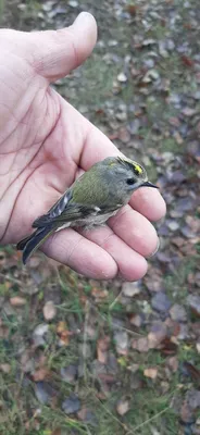 Дикая природа Латвии - Желтоголовый королёк (Regulus regulus),  (Zeltgalvītis) Это самый маленький представитель птичьего населения Европы  - длина тела 9—10 см, размах крыльев 15—17 см, масса 4—8 г. Отличительная  особенность этой птицы —