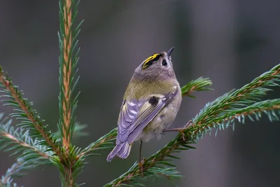 Красноголовый королёк (Regulus ignicapillus). Птицы Европейской России.