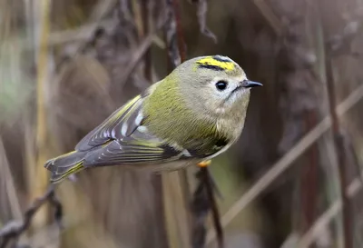 Инопланетяне атакуют.... Goldcrest. Желтоголовый королек. #birds #птица  #birdwatching #naturephotograpy #птицы #птицымосквы #фотоприроды… |  Instagram