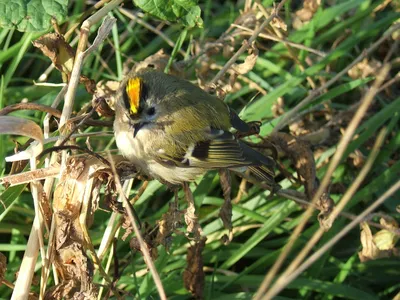 Желтоголовый королёк, Regulus regulus regulus, Goldcrest | Flickr